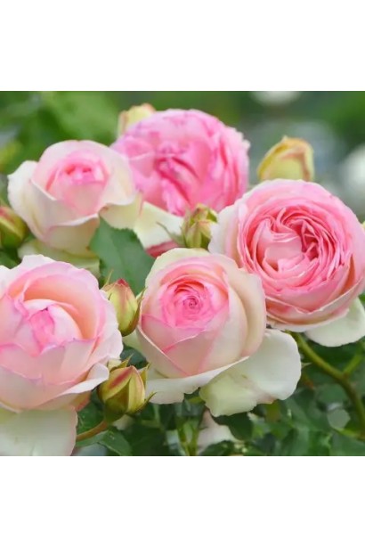 Крупний план кремово-рожевої квітки троянди Пєр